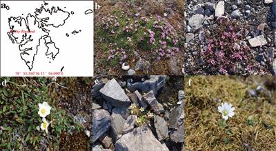 Identification and functional studies of <mark class="highlighted">microbial volatile</mark> organic compounds produced by Arctic flower yeasts